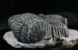 Drotops Trilobite Fossil - Nice Eye Preservation #25831-4